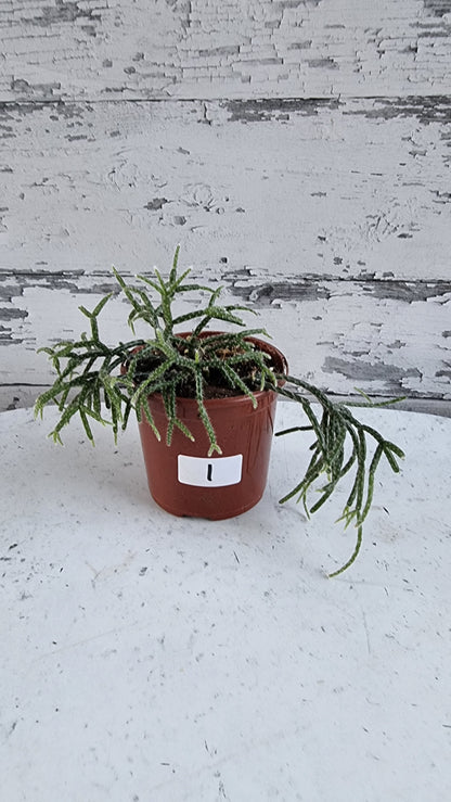 Rhipsalis pilocarpa - 丛林仙人掌