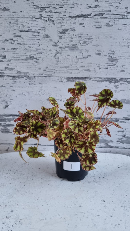 Begonia rex 'Tiger Paws' - Rhizomatous Eyelash Begonia