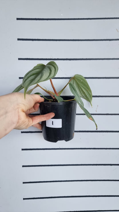 Philodendron sp. 'pastazanum silver'