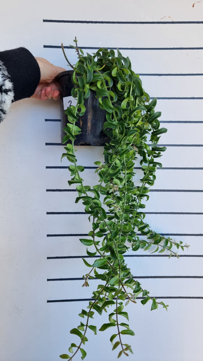 Aeschynanthus radicans 'Curly' - Lipstick Plant
