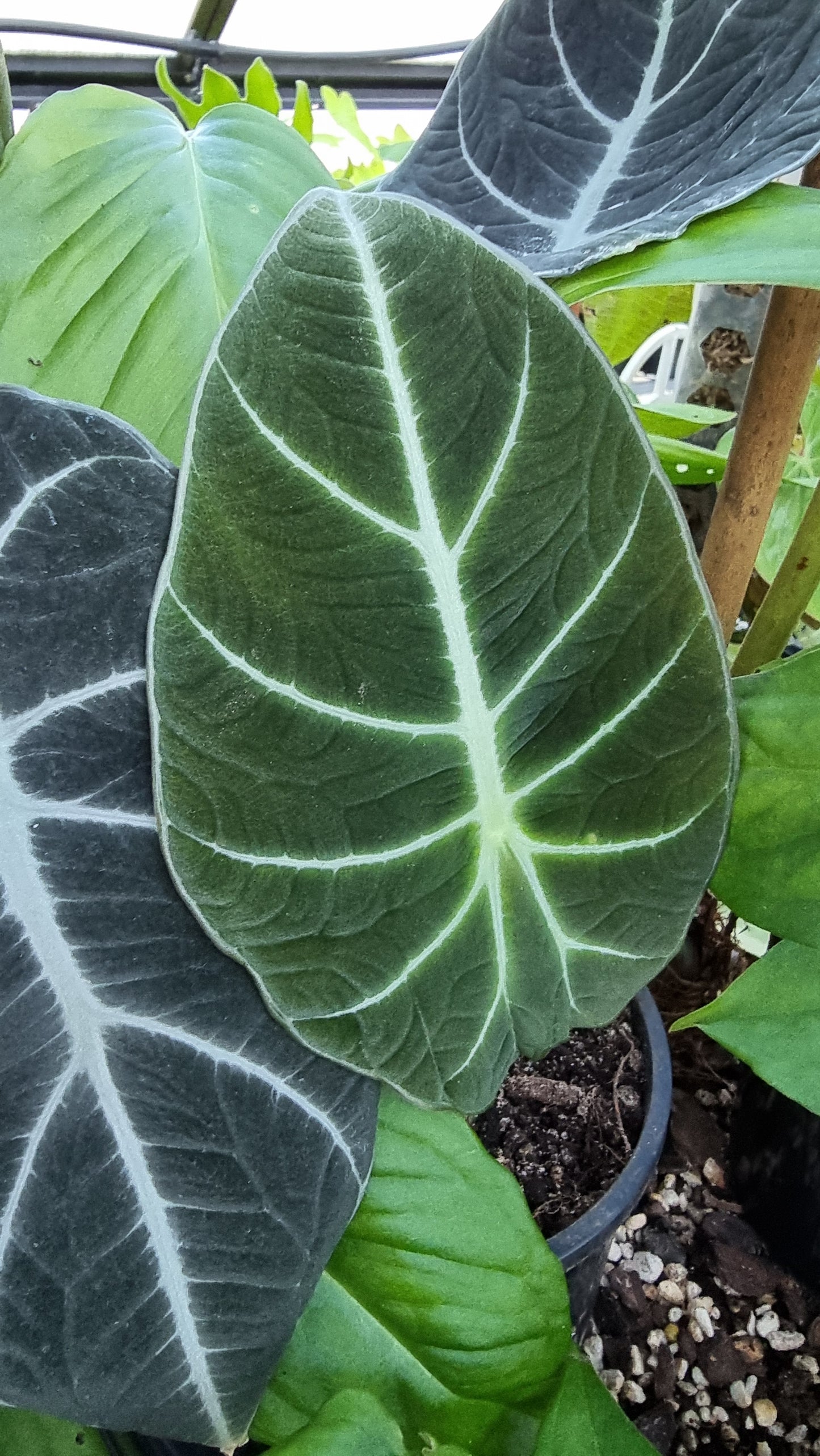 Alocasia reginula 'Black Velvet'