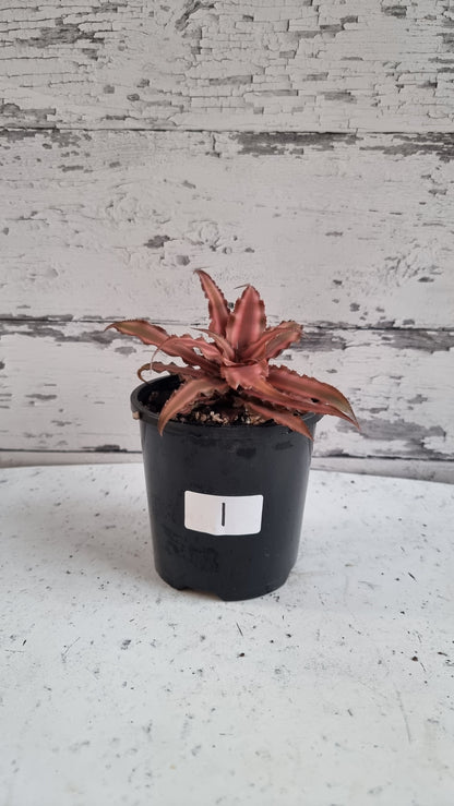 Cryptanthus bivittatus - Earth Star