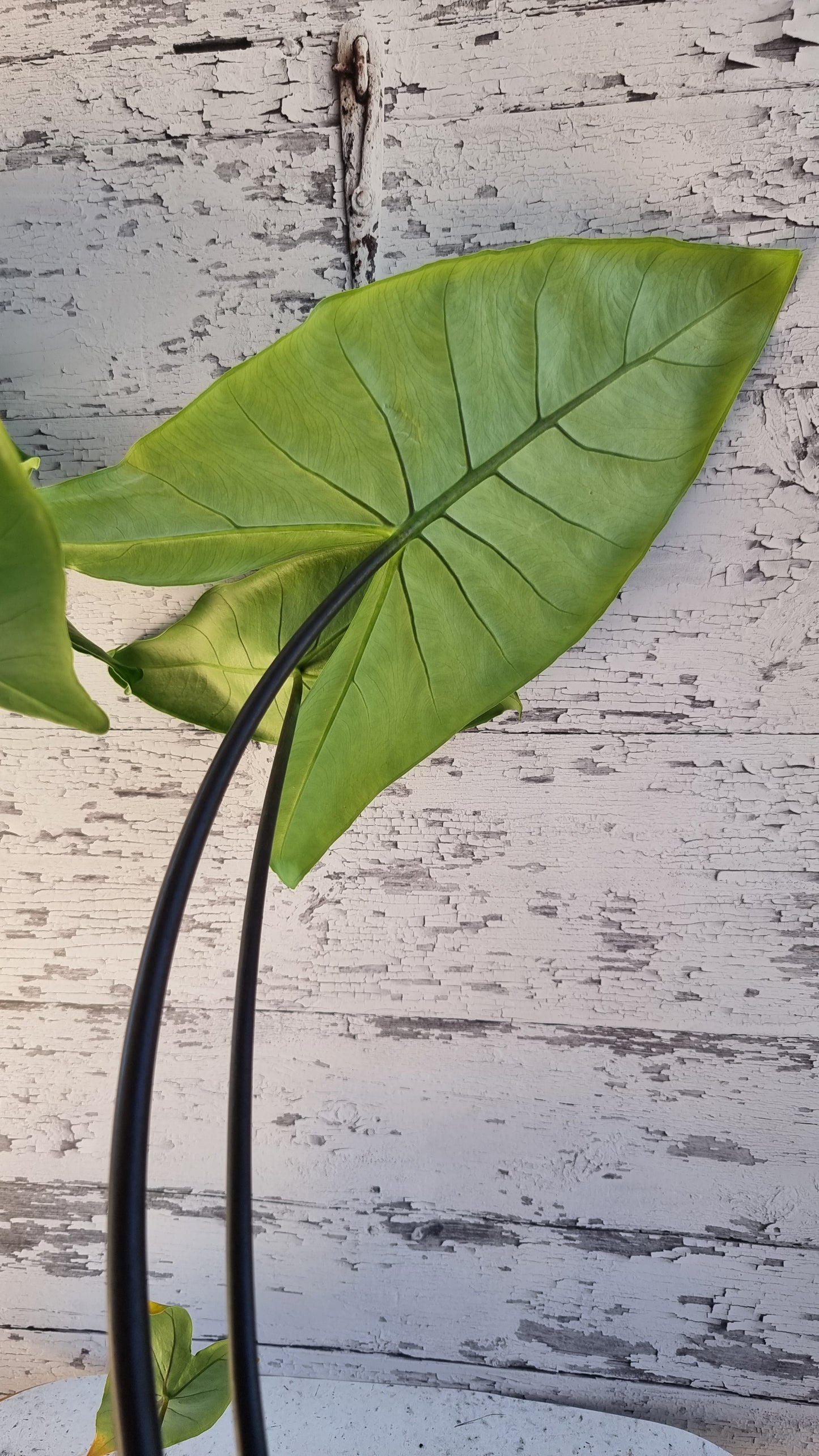 Alocasia zebrina 'Black Stem'