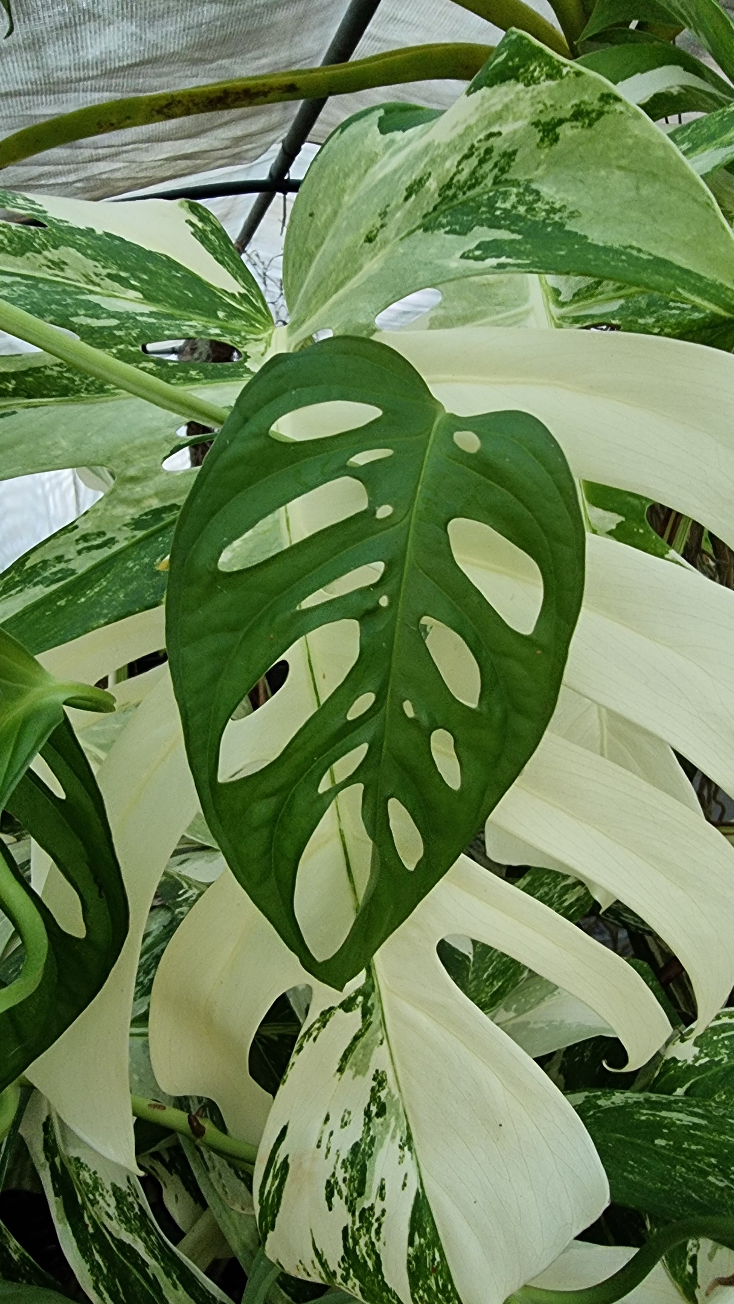 Monstera adansonii 'Monkey Mask' - Swiss Cheese Plant