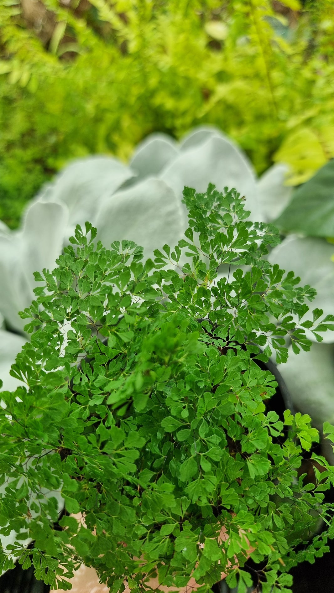 Products – Root'd Plants