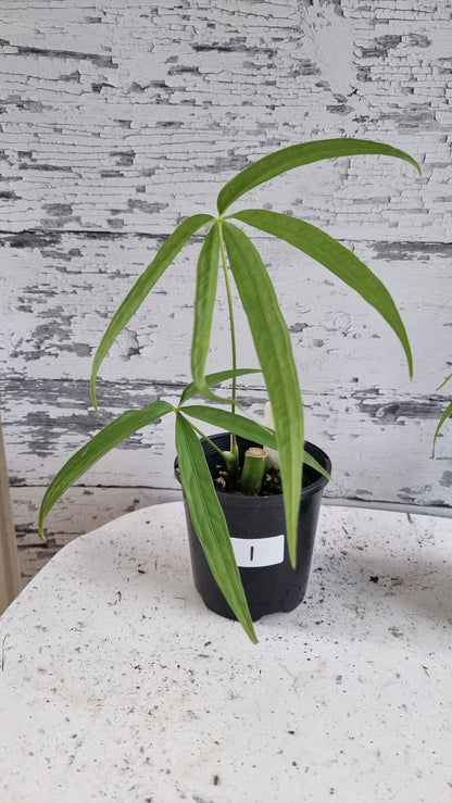 Anthurium polydactylum - Tropical Aroid
