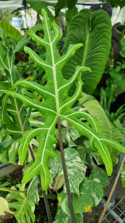 Alocasia portei - Malaysian Monster