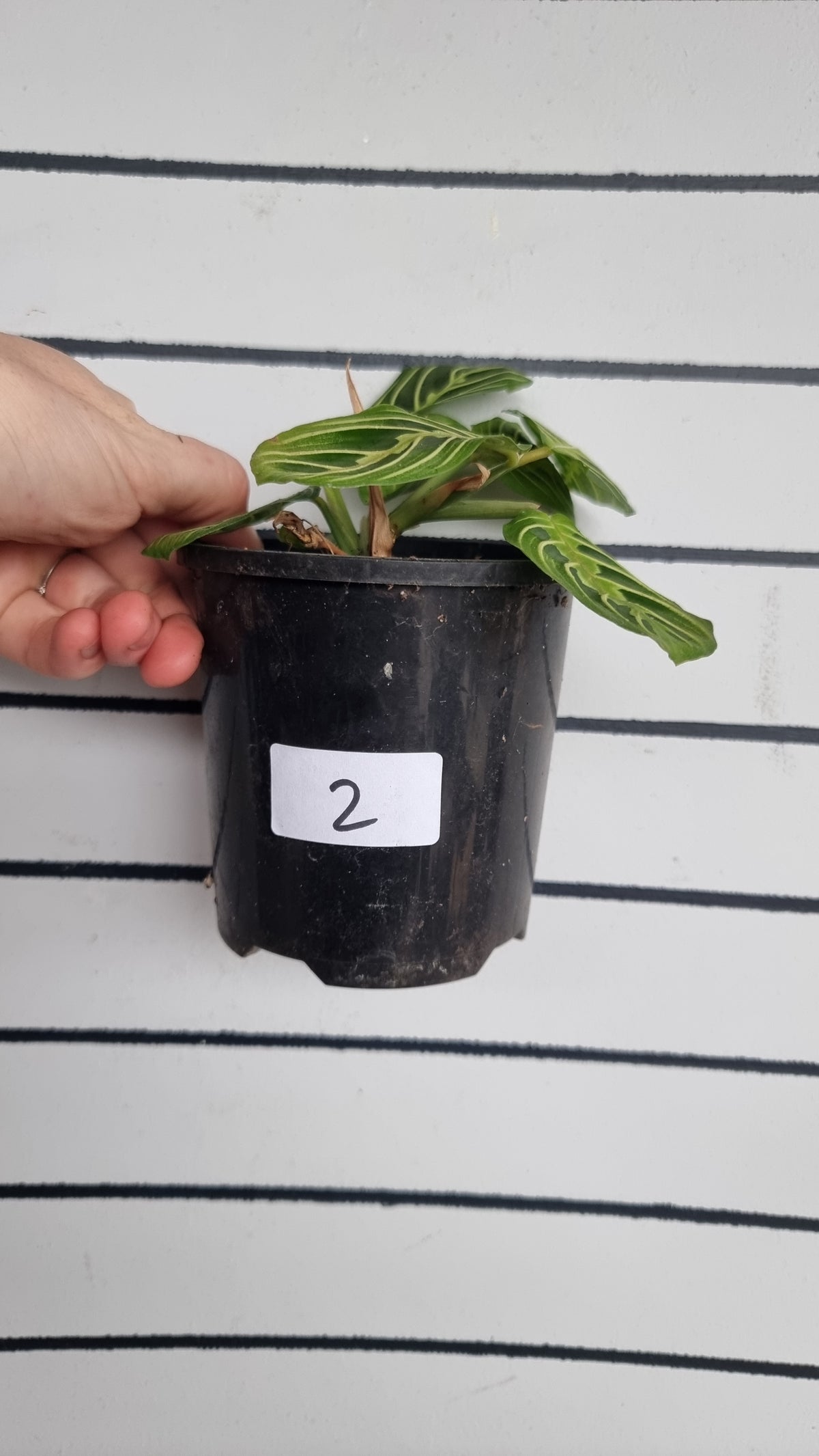 Maranta leuconeura 'Lemon Lime' - Prayer Plant