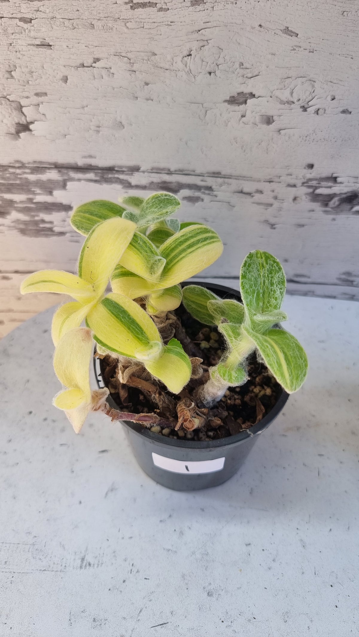 Tradescantia sillamontana variegata
