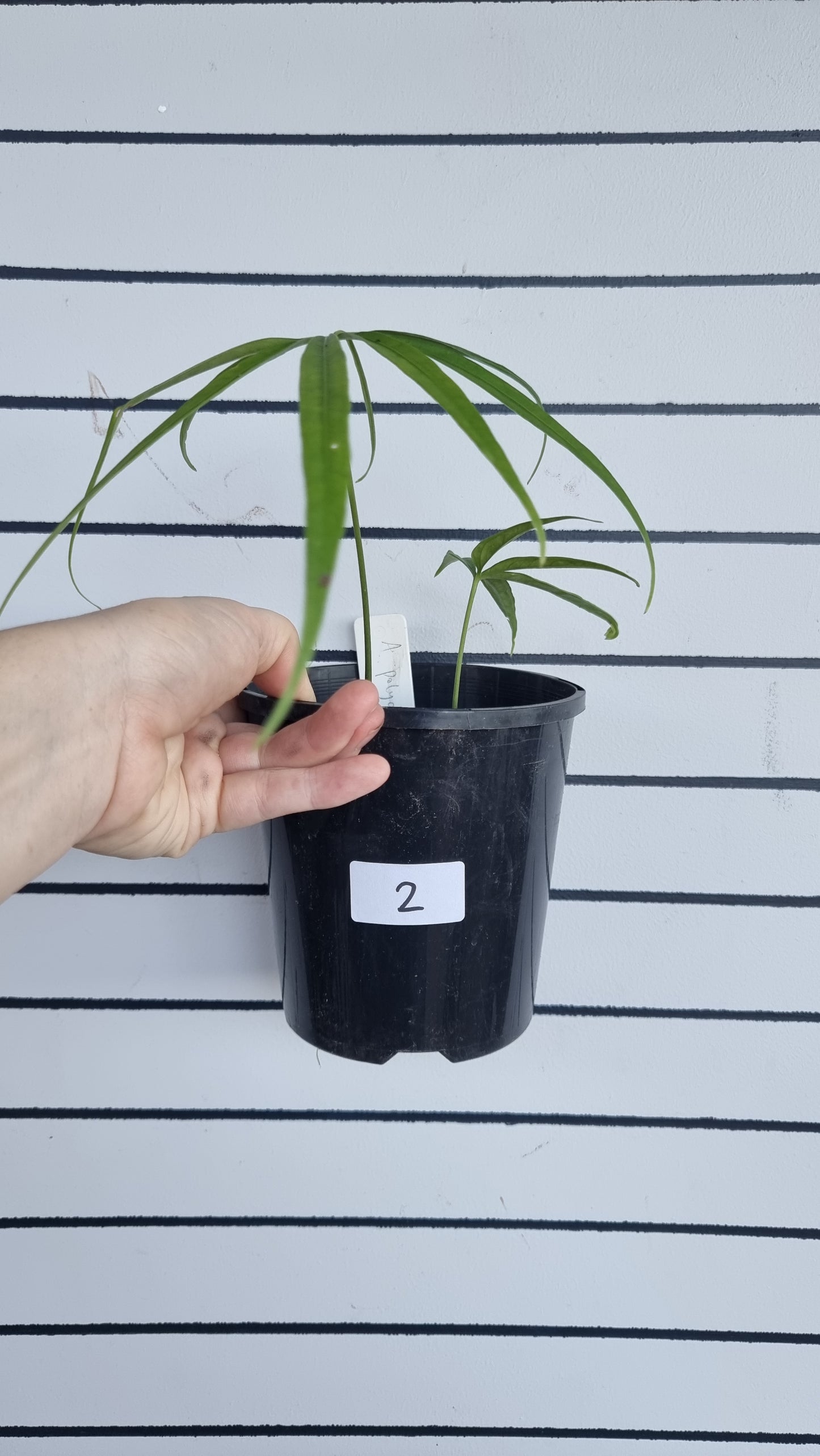 Anthurium polydactylum - Tropical Aroid
