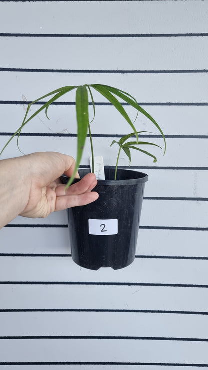 Anthurium polydactylum - Tropical Aroid