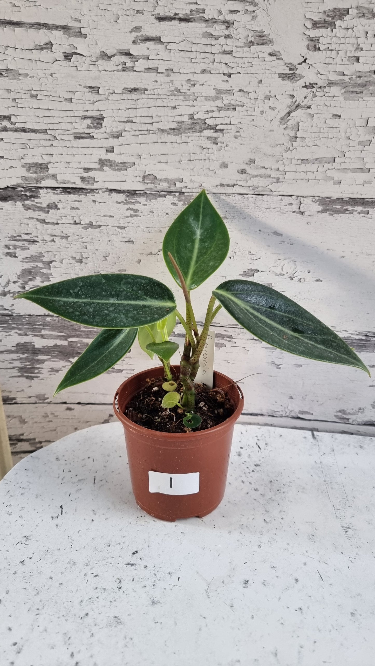 Peperomia maculosa 'Xiang Cao' - Radiator Plant