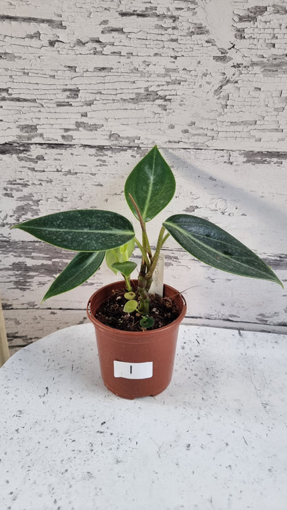 Peperomia maculosa 'Xiang Cao' - Radiator Plant