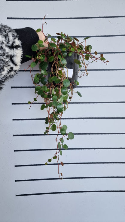 Peperomia prostrata 'Pepperspot' - String of Coins