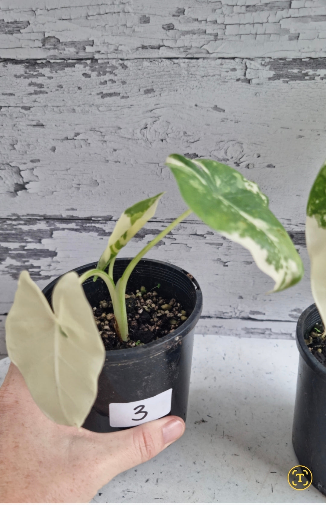 Alocasia Macrorriza variegata - 雜色象耳
