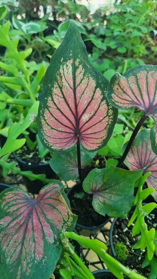 Caladium bicolour 'Green Lips'