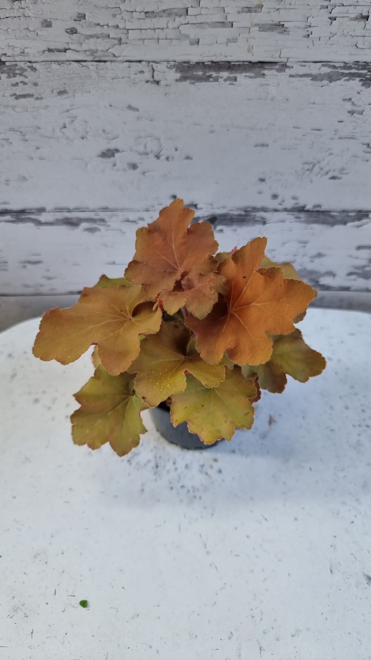 Heuchera 'Caramel' - Coral Bells