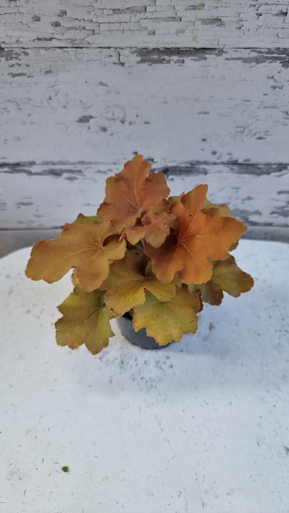 Heuchera 'Caramel' - Coral Bells