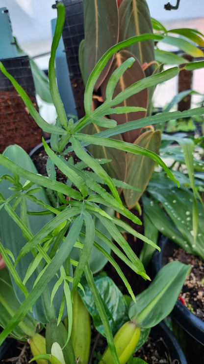 Pteris multifida - Spider Brake Fern