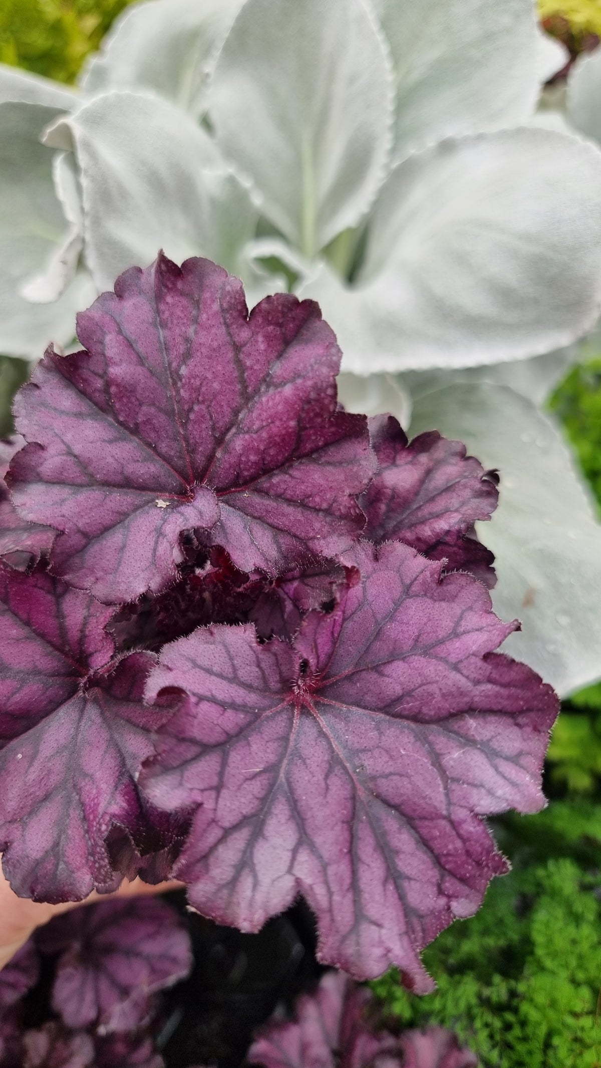 Heuchera“永远的紫色” 