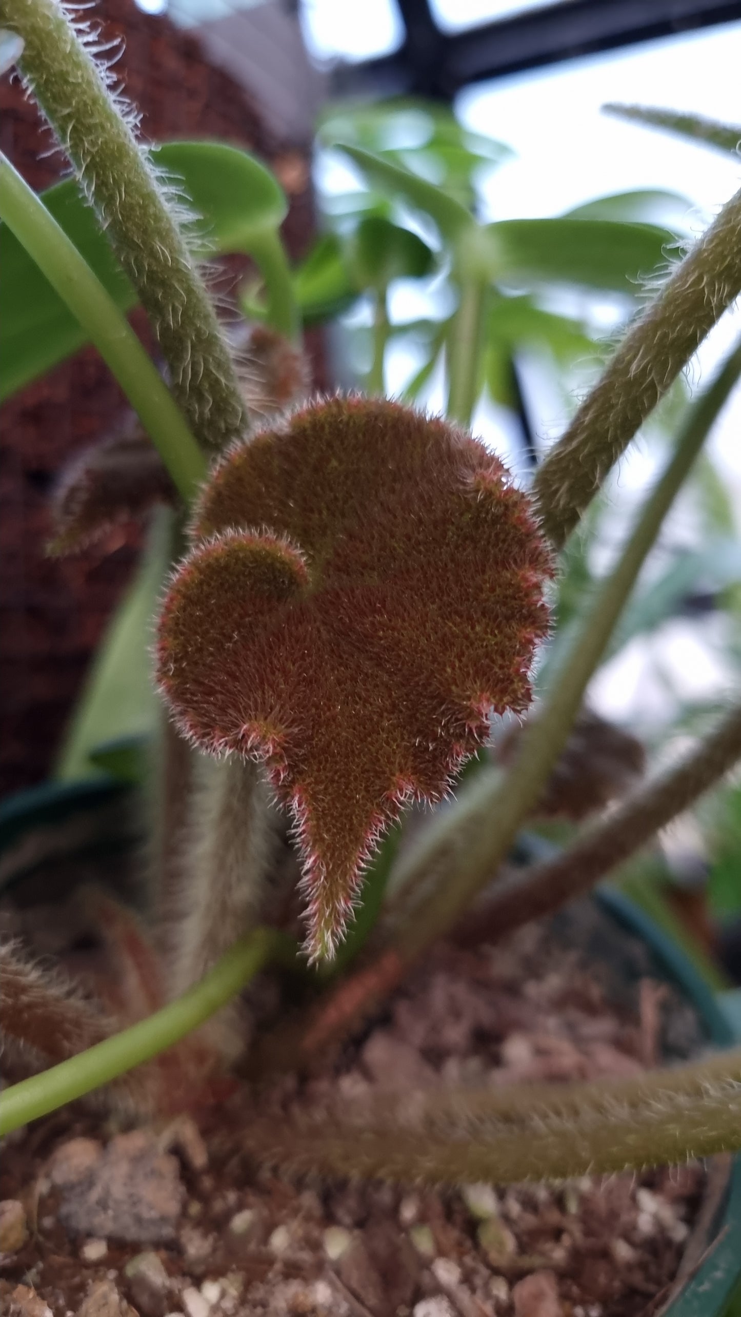 Begonia masoniana 'River'