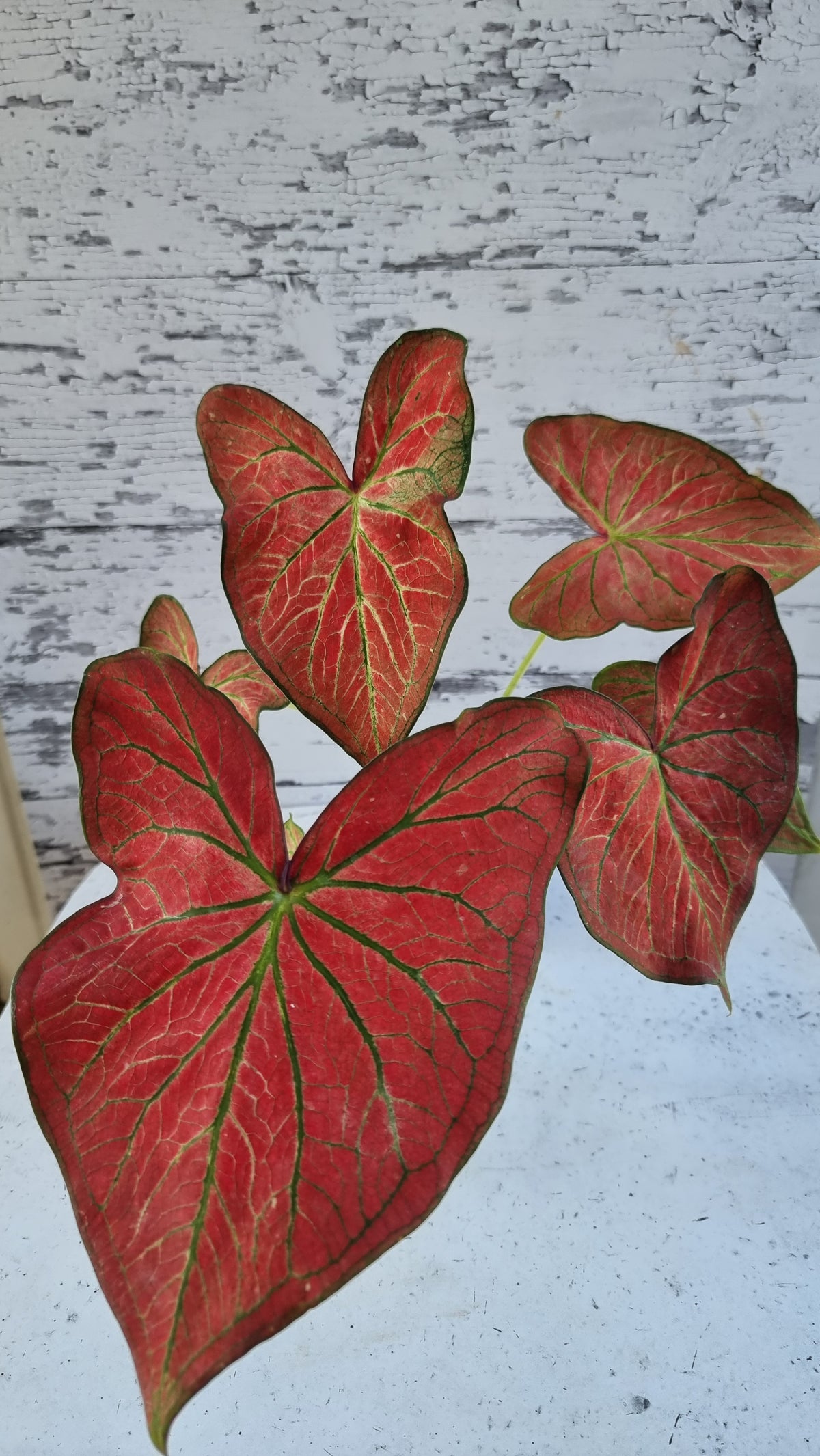 Caladium bicolour 'Jungle Ember'