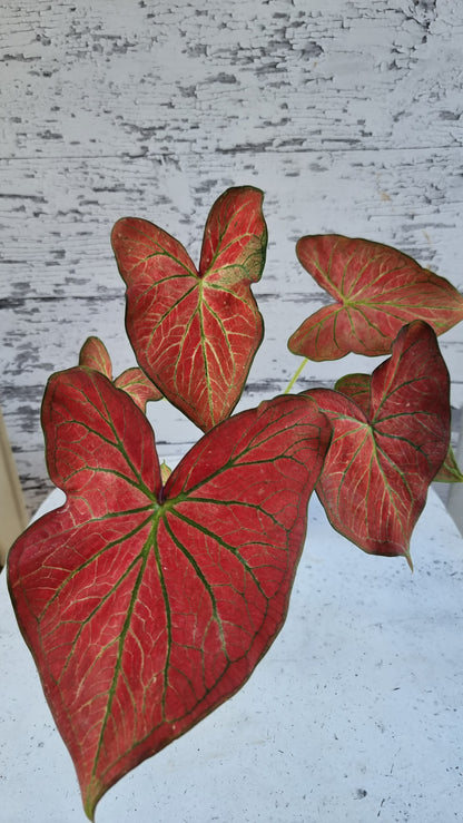 Caladium bicolour 'Jungle Ember'