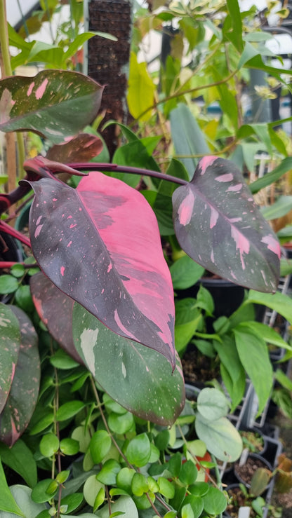 Philodendron erubescens 'Pink Princess'
