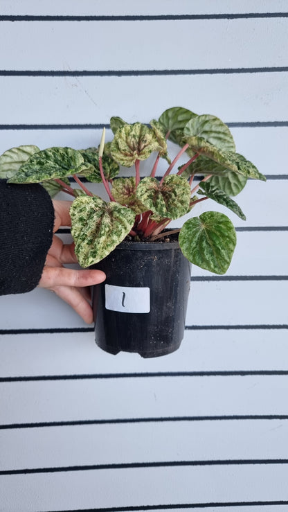Peperomia caperata variegata - Variegated Ripple Pep