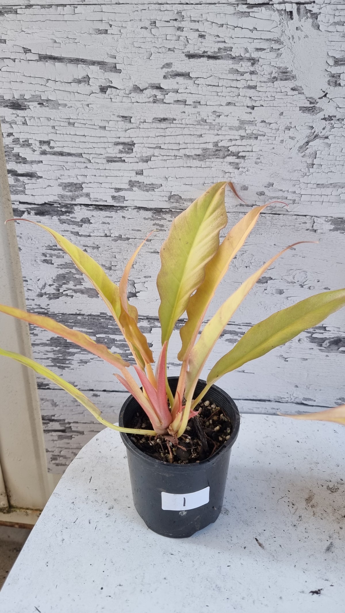 Philodendron 'Golden Ring of Fire'