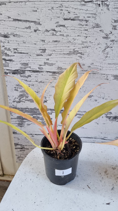 Philodendron 'Golden Ring of Fire'