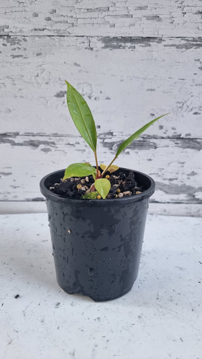 红掌 clarinervium - 天鹅绒纸板红掌