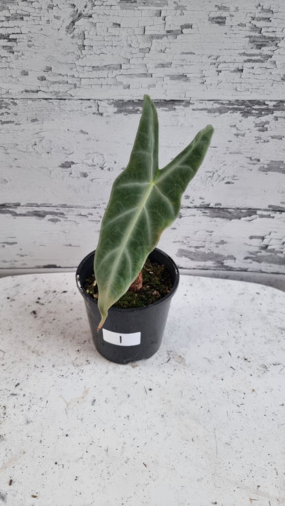 Alocasia longiloba 'Denudata' purple - Non TC
