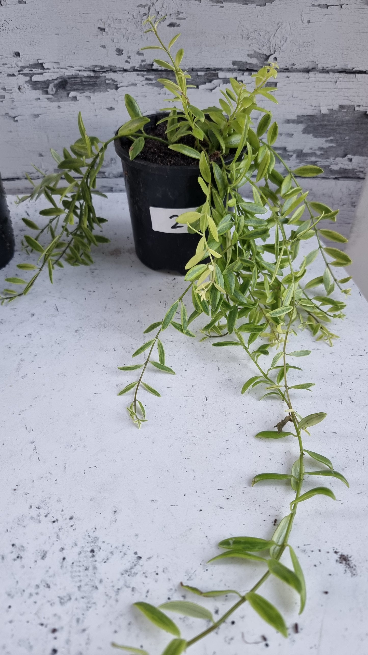 Aeschynanthus sp。杂色 - 口红厂