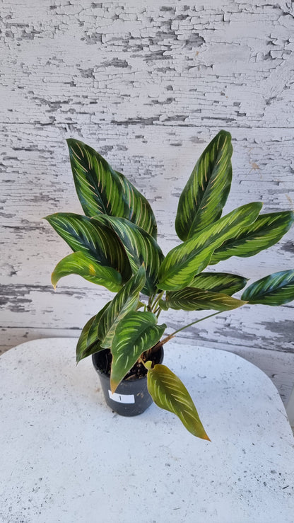 Goeppertia (Calathea) ‘美丽之星’ - 彩虹细条纹植物