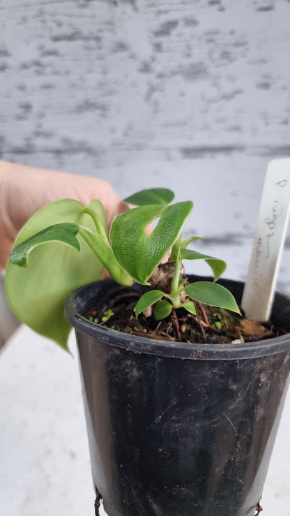Philodendron rugosum - 猪皮植物
