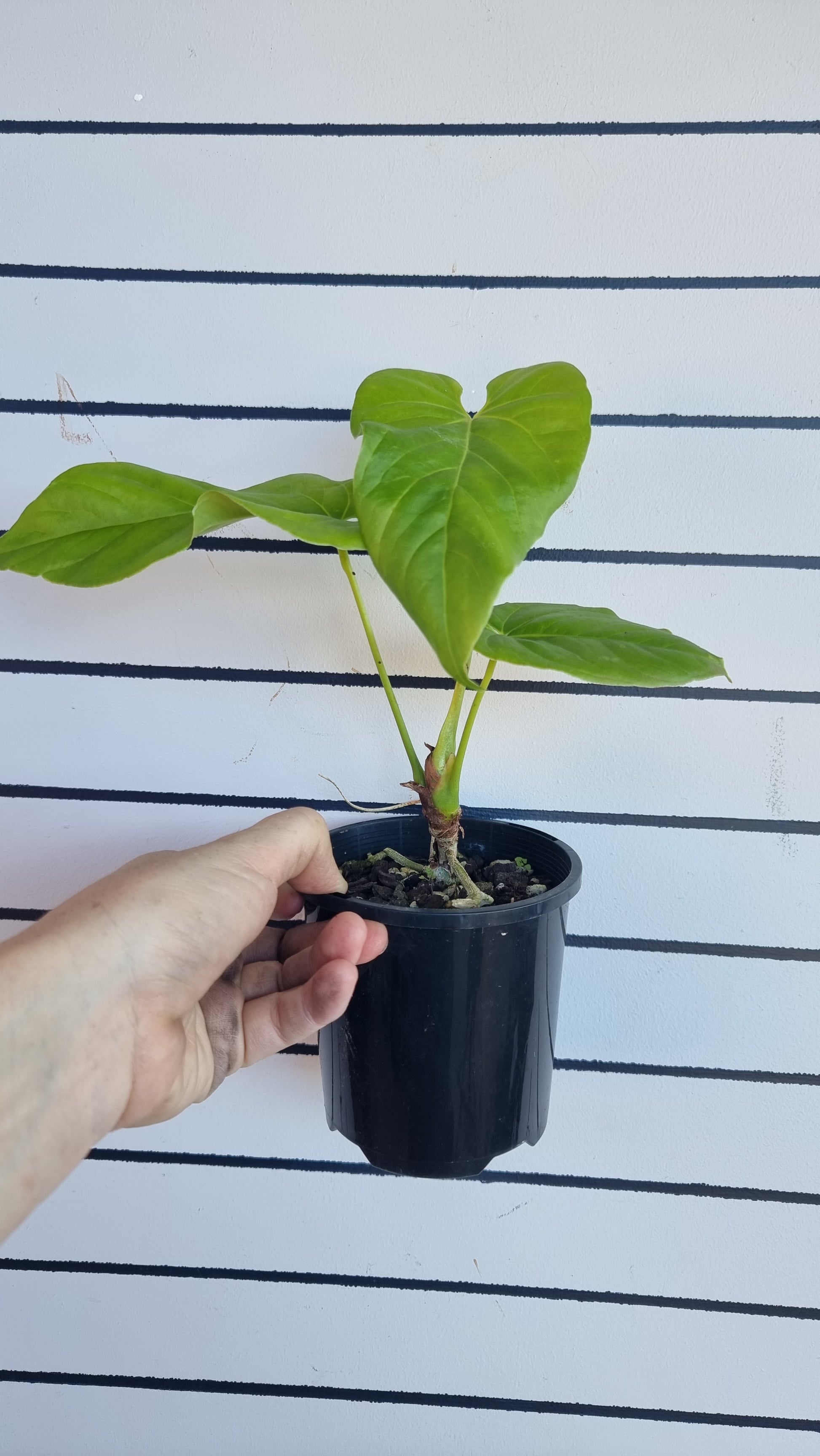 anthurium balaoanum for sale Anthurium balaoanum (dussii) – Root'd Plants