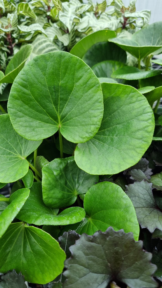 Farfugium (Ligularia) dentata reniformis 'Designer Verde' - Tractor Seat Plant