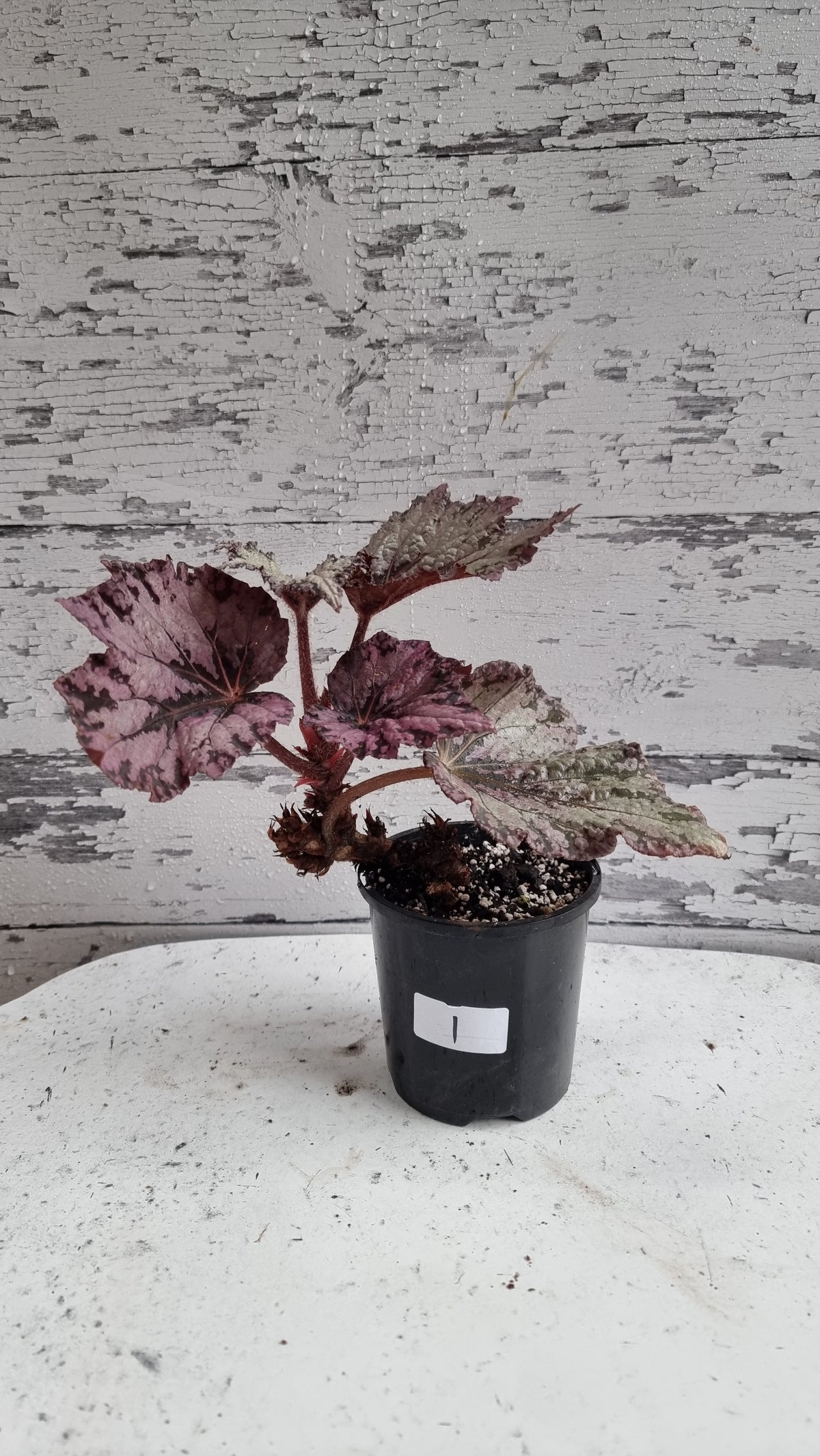 Begonia 'Arctic Breeze'