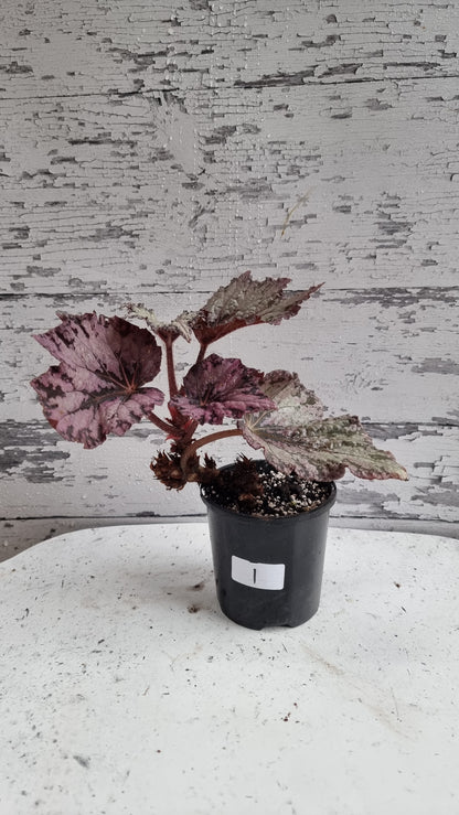 Begonia 'Arctic Breeze'