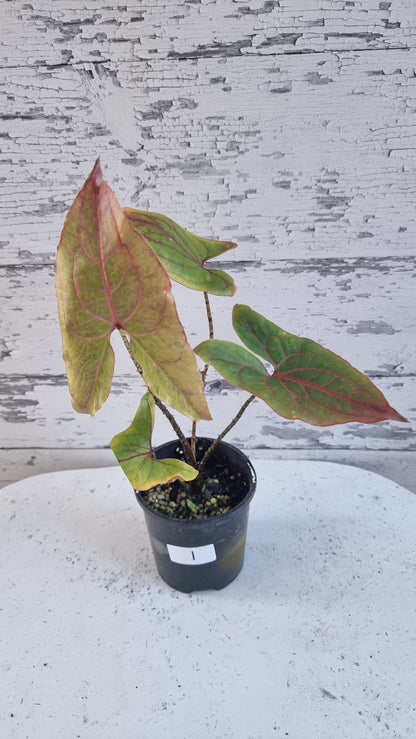 Cyrtosperma johnstonii