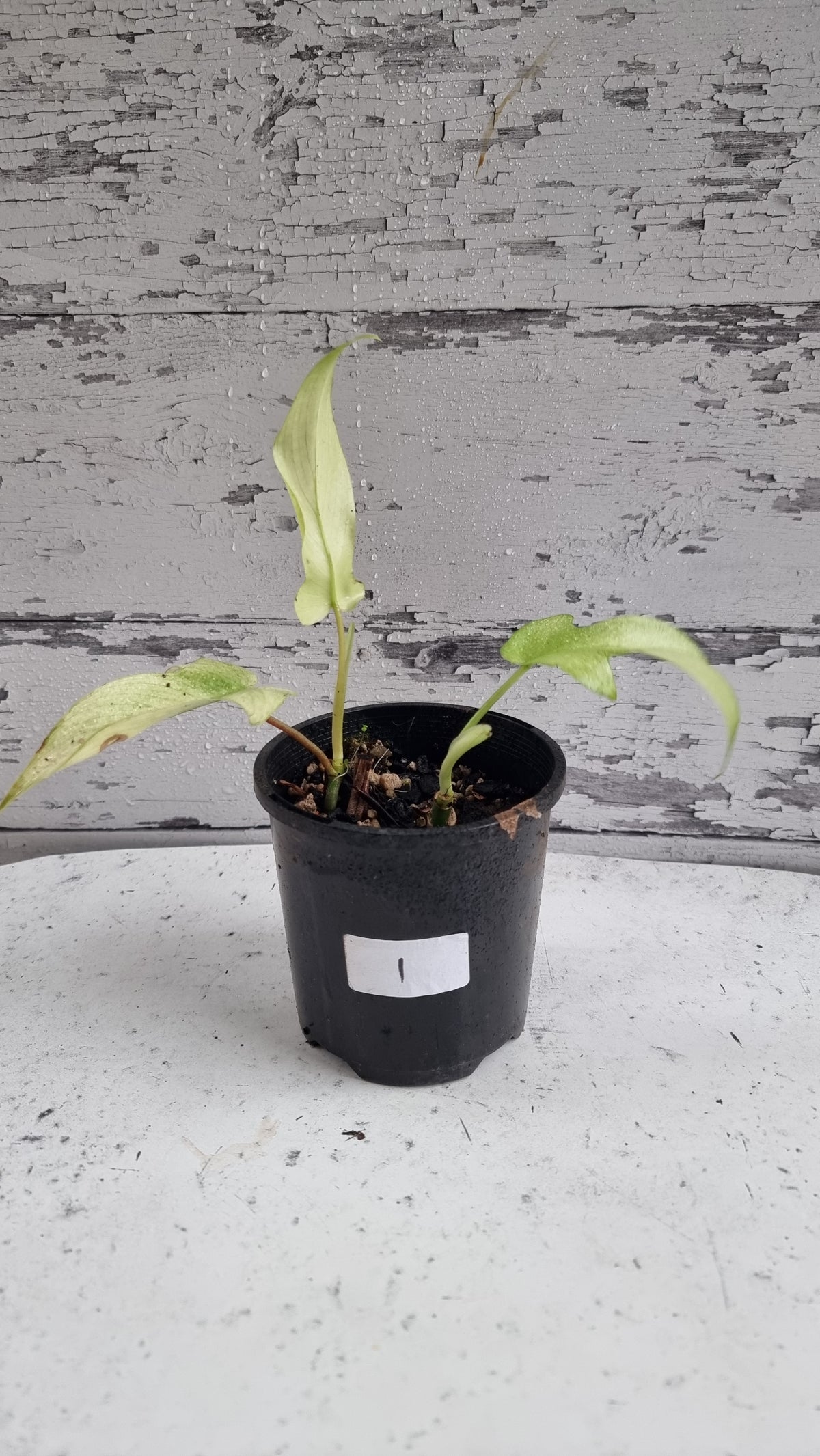 Philodendron 'Florida Ghost'