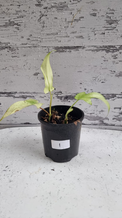 Philodendron 'Florida Ghost'