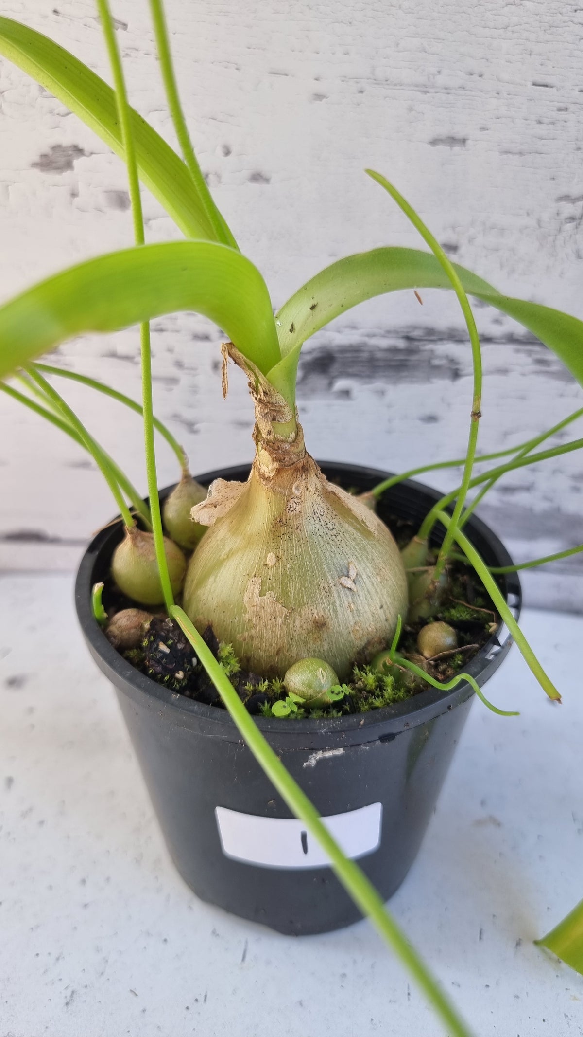 Albuca bracteata (syn. Ornithogalum longebracteatum) - Pregnant Onion
