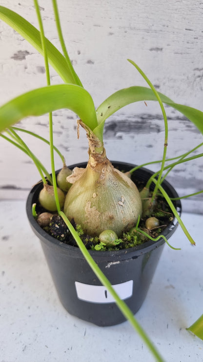 Albuca bracteata (syn. Ornithogalum longebracteatum) - Pregnant Onion