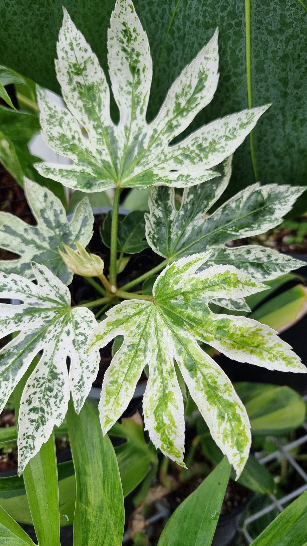 Fatsia Japonica 'Spider web' - Japanese aralia
