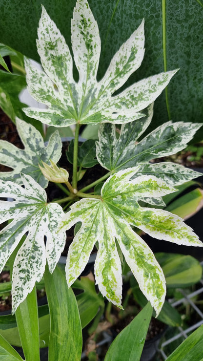 Fatsia Japonica 'Spider web' - Japanese aralia
