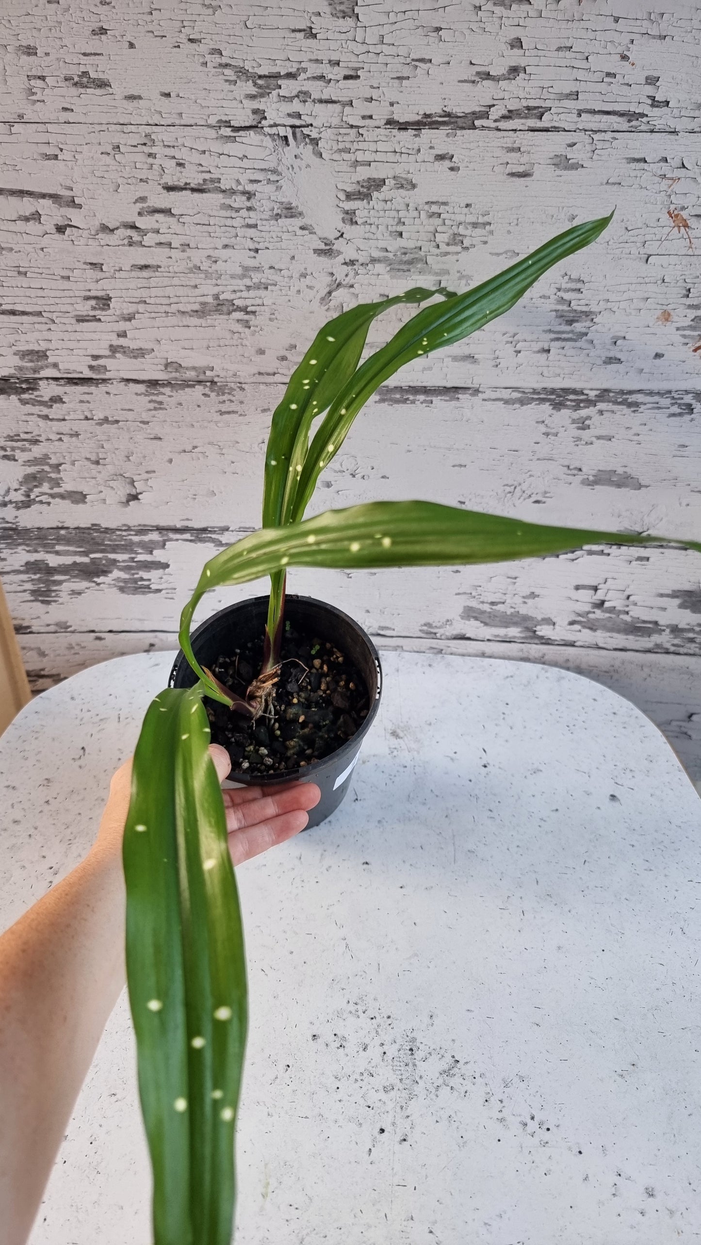 Aspidistra yingjiangensis ‘Singapore Sling’ - Leopard Cast Iron Plant
