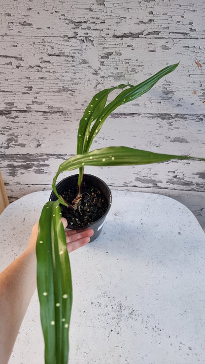 Aspidistra yingjiangensis ‘Singapore Sling’ - Leopard Cast Iron Plant