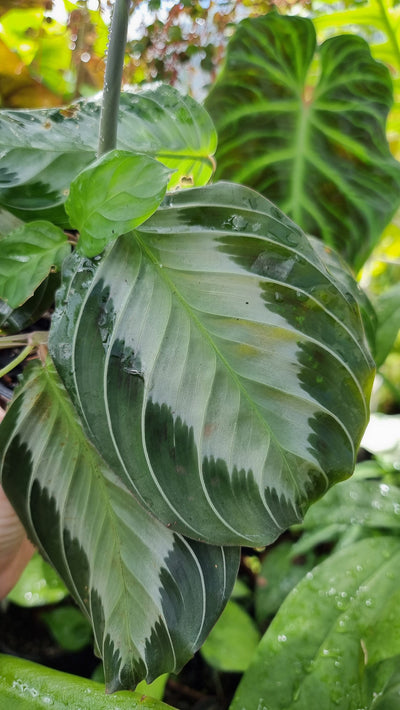 Maranta leuconeura 'Silver Band' - Prayer Plant Root'd Plants 
